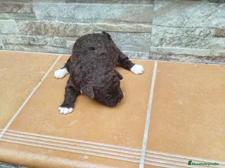 Perro de Agua Español perros Perra de agua - Anuncio 2