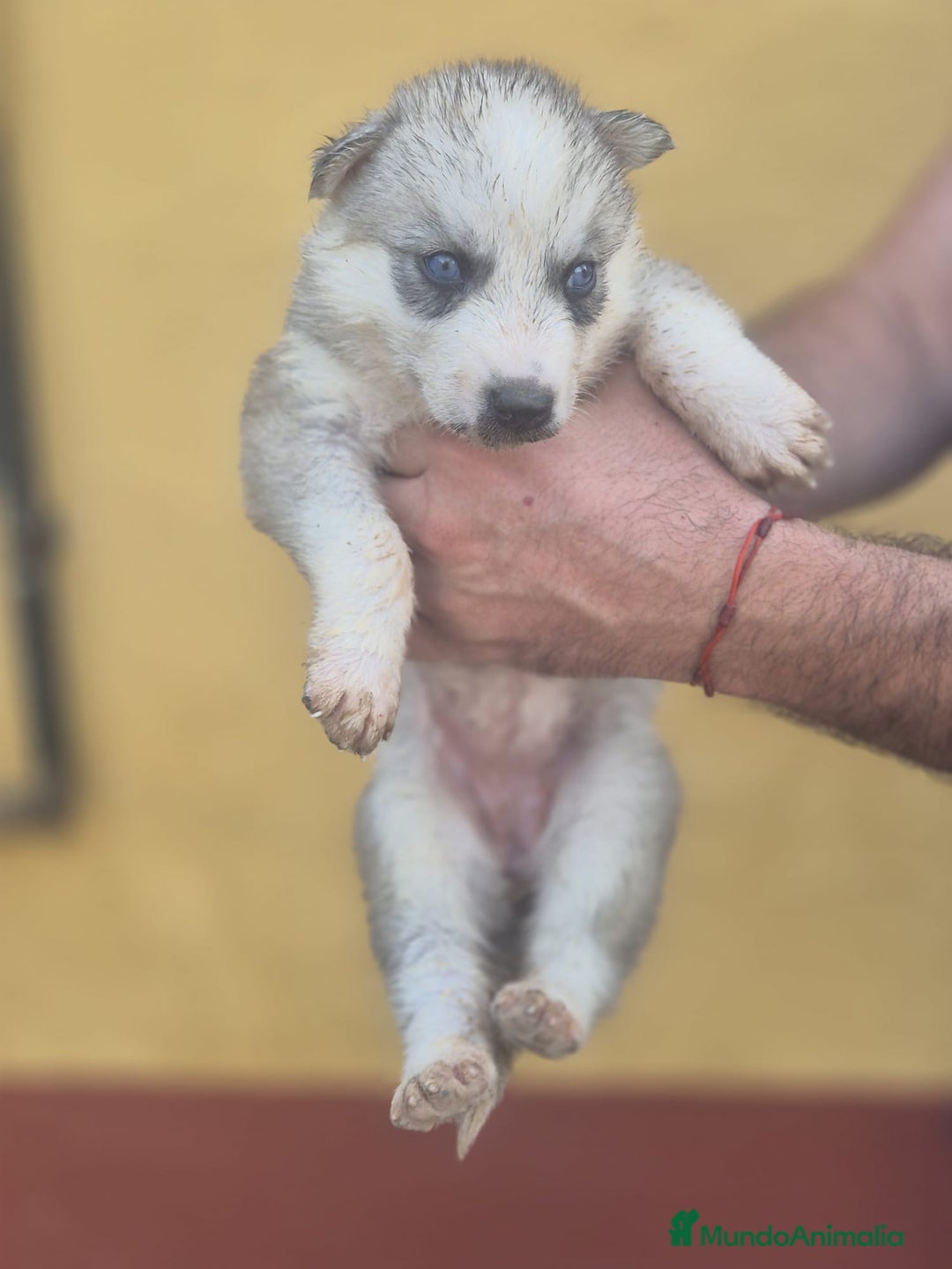 Husky Siberiano perros en venta: Husky siberiano  - Imagen 7