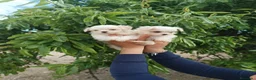 Bichón Maltés perros en venta: BICHÓN MALTES HEMBRITAS - Anuncio 5