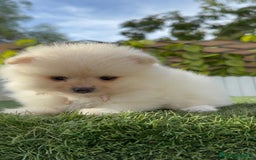Pomerania perros en venta: POMERANIA HEMBRA - Imagen 20