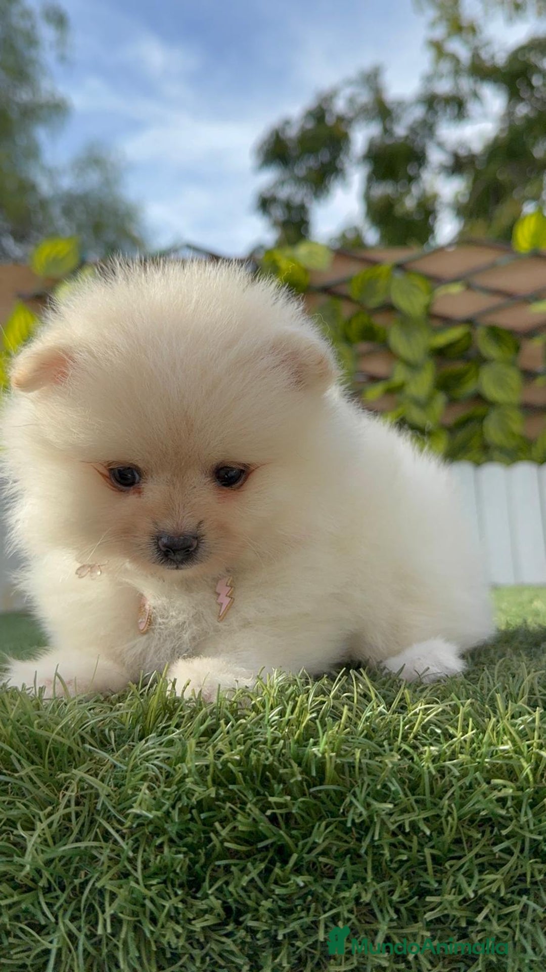 Pomerania perros en venta: POMERANIA HEMBRA - Imagen 20