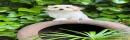 Maltipoo perros en venta: Maltipoo una maravillosa raza !!! - Anuncio 7