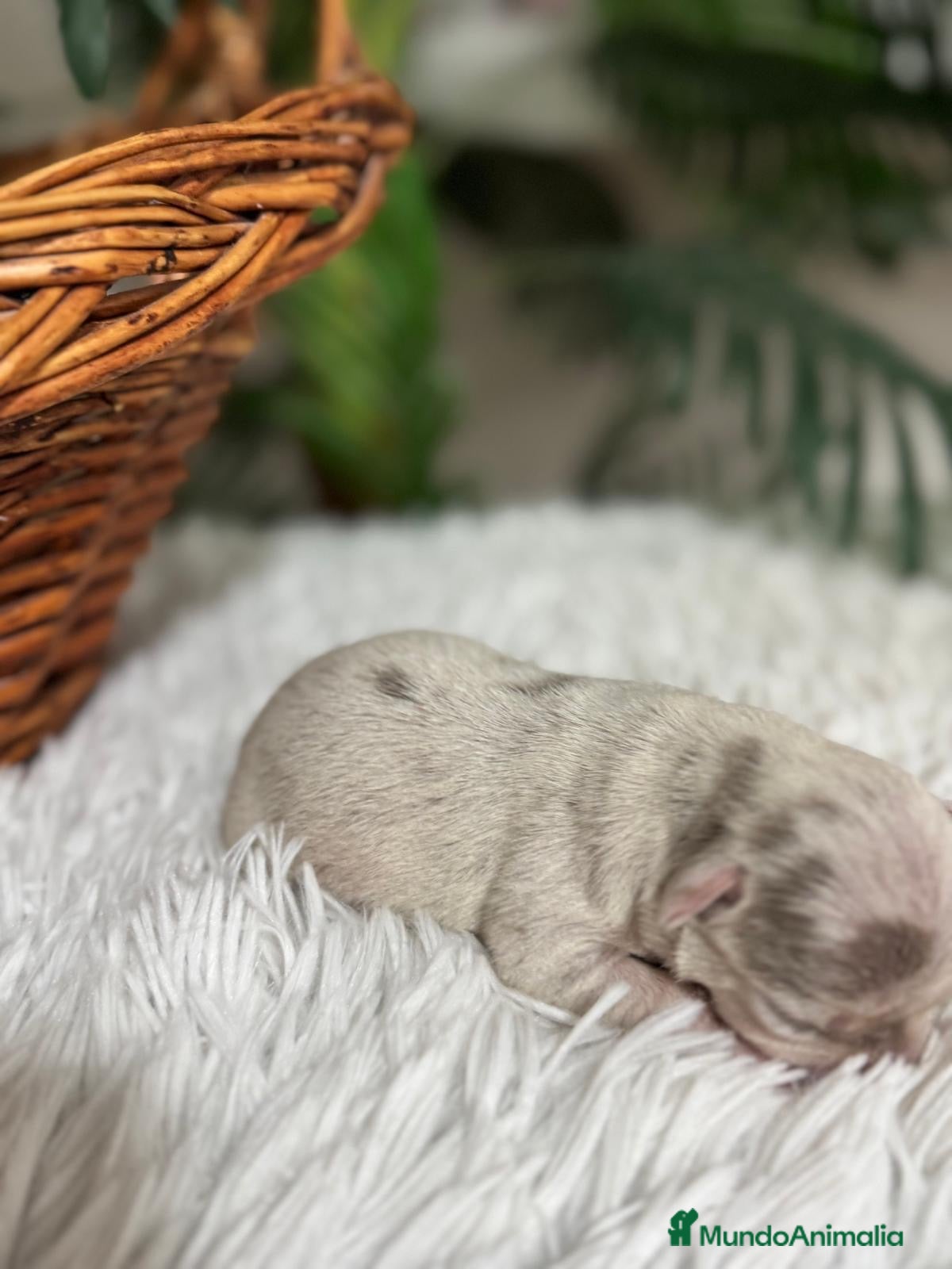 Chihuahua perros CHIHUAHUA MERLE  - Anuncio 2