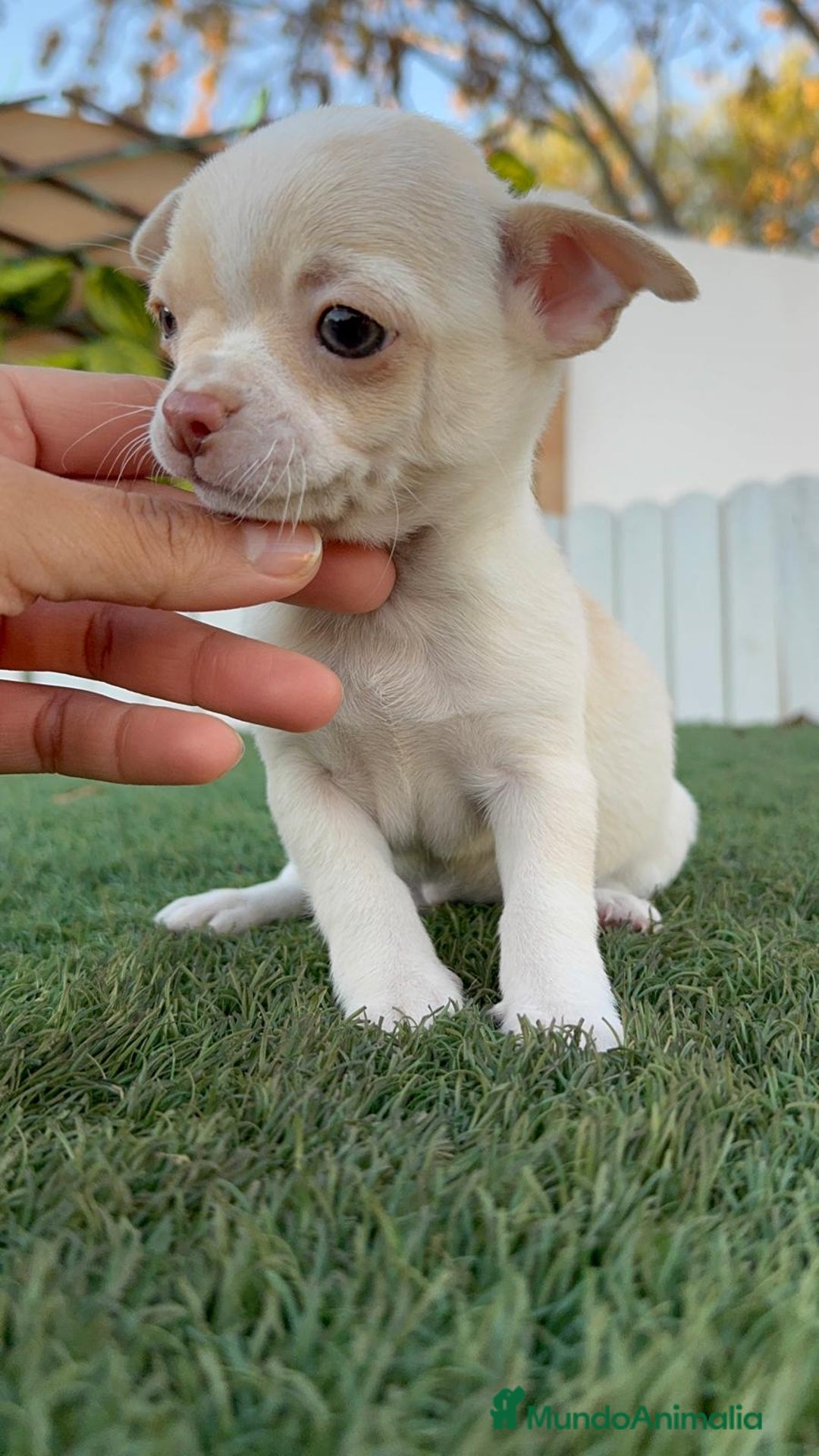 Chihuahua perros en venta: CHIHUAHUA MACHO - Anuncio 8