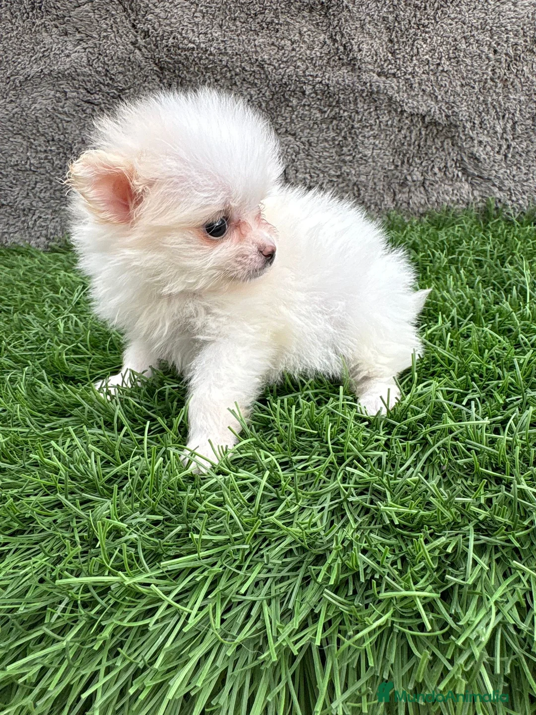 Pomerania perros en venta: Hembra mini toy lulu Pomerania blanca naranja  - Anuncio 18