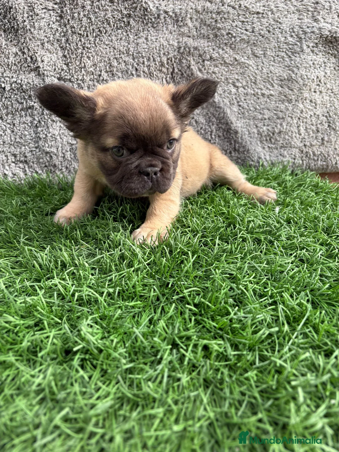 Bulldog Francés perros en venta: Cachorros Bulldog Frances Fluffy macho y hembra - Anuncio 5