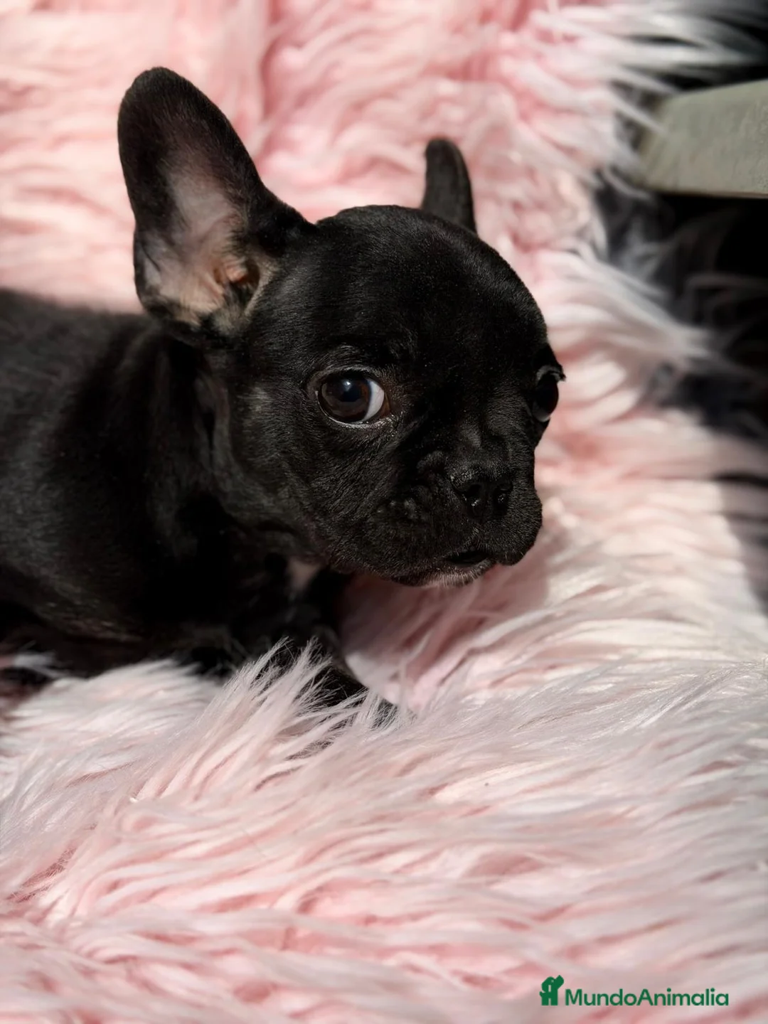 Bulldog Francés perros en venta: BULLDOG FRANCÉS NEGRA - Anuncio 4