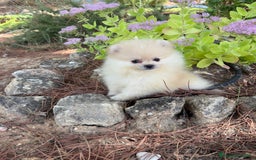 Pomerania perros en venta: Pomerania listos para entregar!!! - Imagen 4