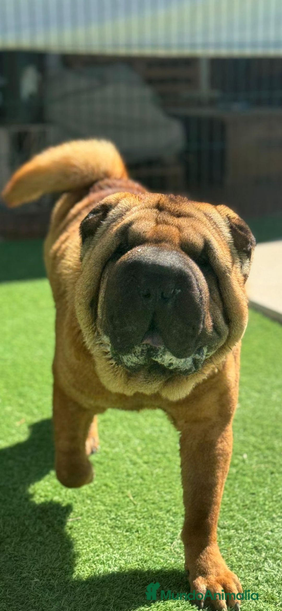 Shar Pei perros en adopcion: SHAR PEI JOVEN ADOPCION  - Imagen 4