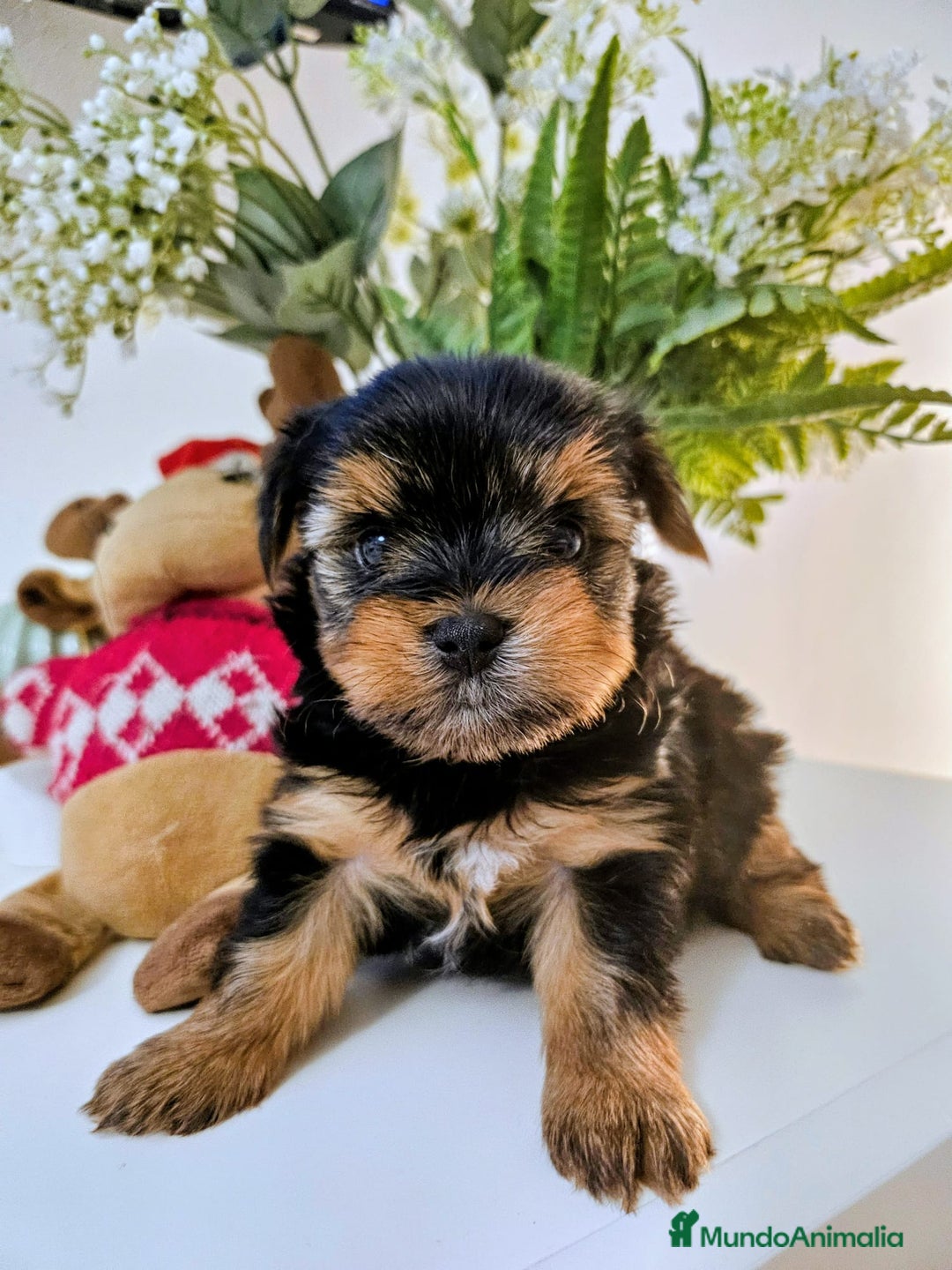Yorkshire Terrier perros en venta: YORKSHIRE TOY CALIDAD Y SELECCIÓN  - Imagen 4