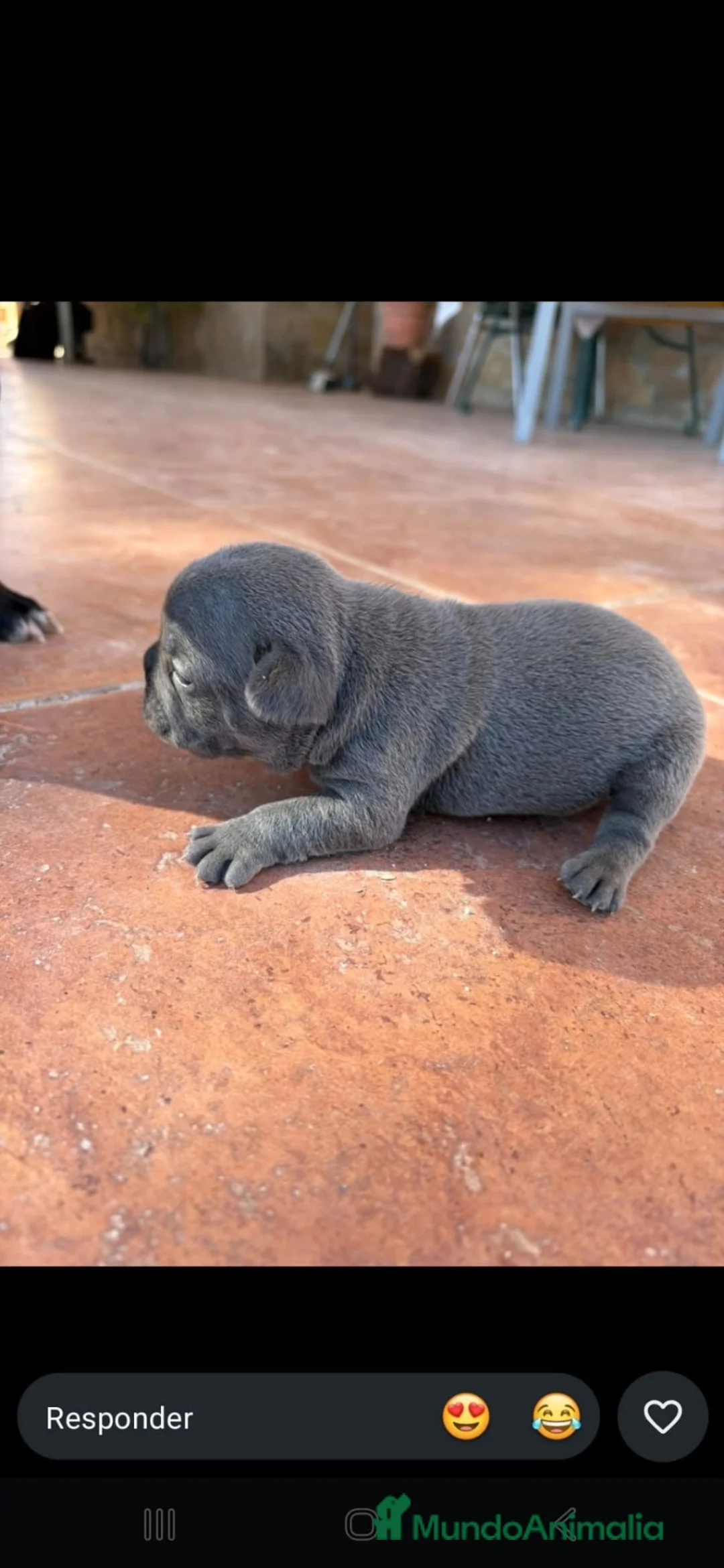 Bulldog Francés perros en venta: PRECIOSAS BULL DOG FRANCÉS EXOTICOS - Anuncio 2