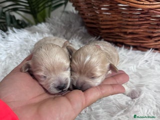 Maltipoo perros MALTIPOO - Anuncio 2