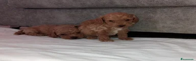 Caniche Toy 2