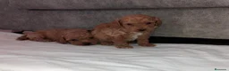 Caniche Toy perros en venta: caniche toy - Anuncio 5