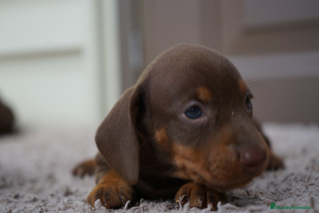 Teckel Miniatura perros en venta: 🌰✨ Frisco, Sani & Pau — tres teckel que marcan 🐾 - Imagen 5