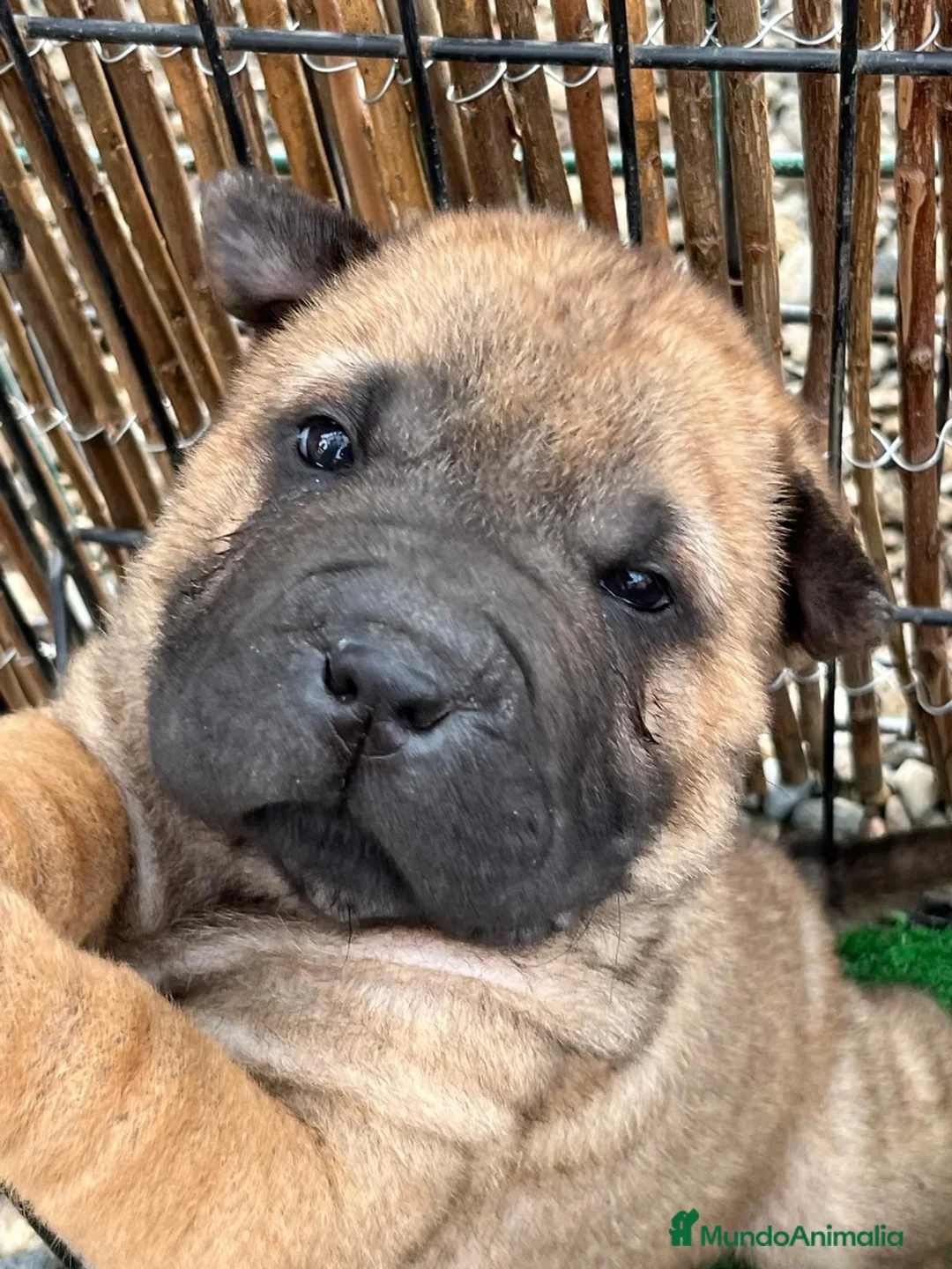 Shar Pei perros en venta: LOS SBEBES SHAR PEI DE MAS CALIDAD! en Málaga - Anuncio 4