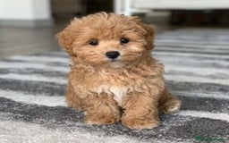 Maltipoo perros en venta: maltipoo  - Imagen 1