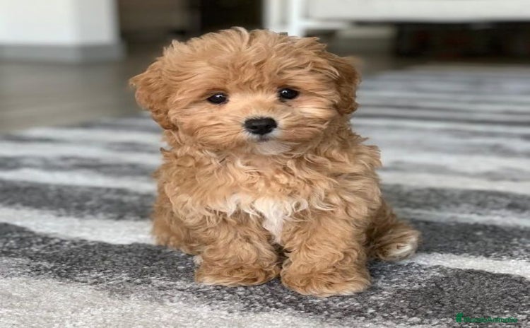 Maltipoo perros - Anuncio 1