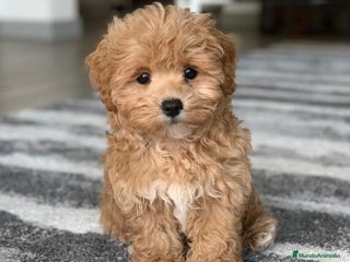 Maltipoo perros - Anuncio 13