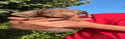 Teckel perros en venta: ÚLTIMOS CACHORRITOS TECKEL KANINCHEN  - Anuncio 3