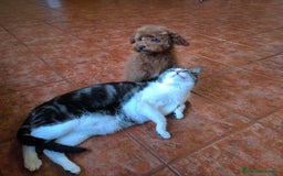 Caniche Toy perros en venta: Caniche toy rojo  - Imagen 3