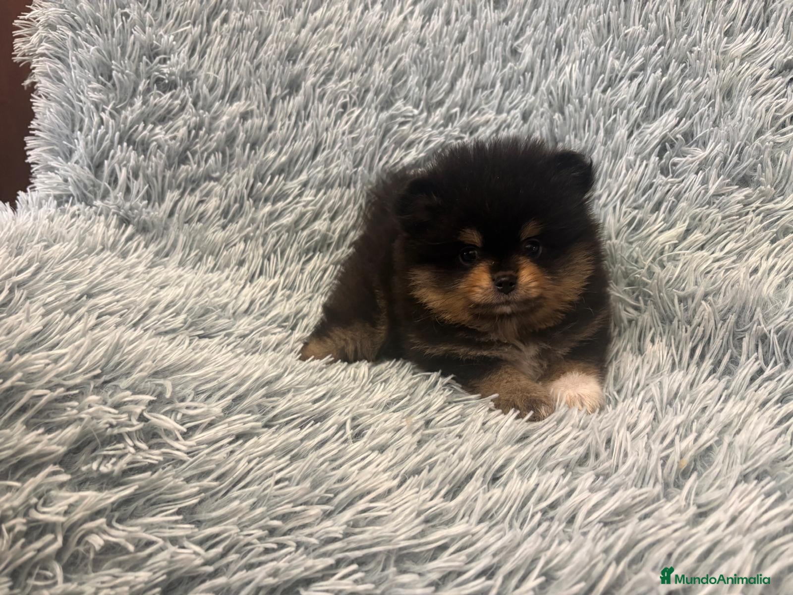 Pomerania perros LULU DE POMERANIA - Anuncio 1