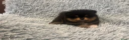 Pomerania perros en venta: LULU DE POMERANIA - Anuncio 1