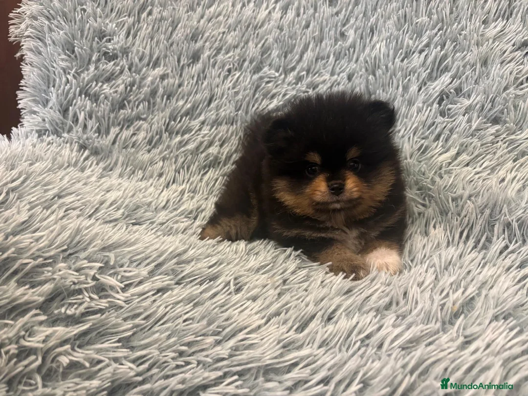 Pomerania perros en venta: LULU DE POMERANIA - Anuncio 1