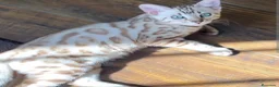 Bengalí gatos en venta: BENGALI - Anuncio 2