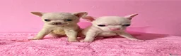 Chihuahua perros en venta: Chihuahua mini  - Anuncio 4
