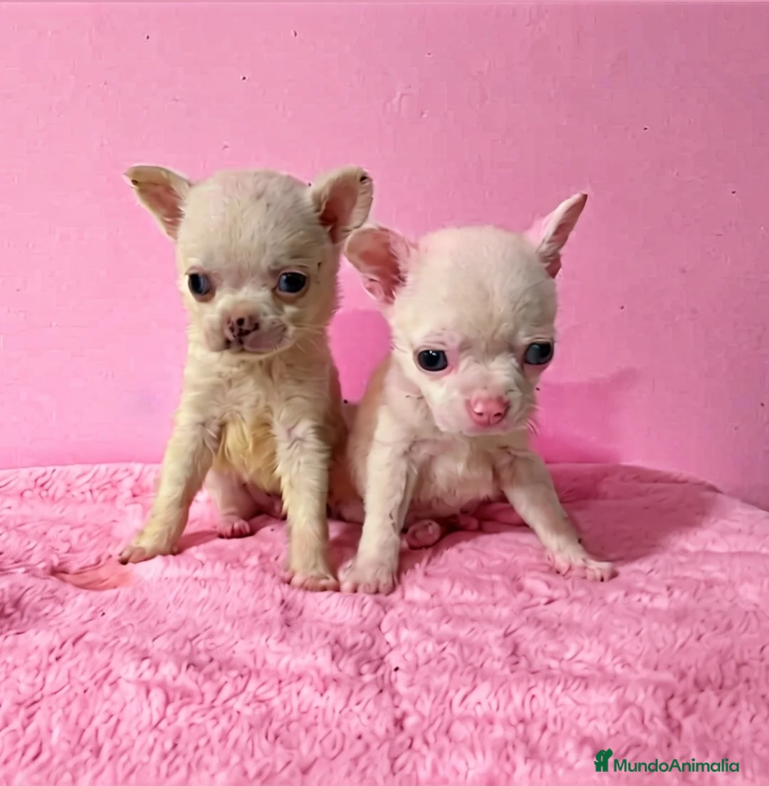 Chihuahua perros en venta: Chihuahua mini  - Anuncio 4