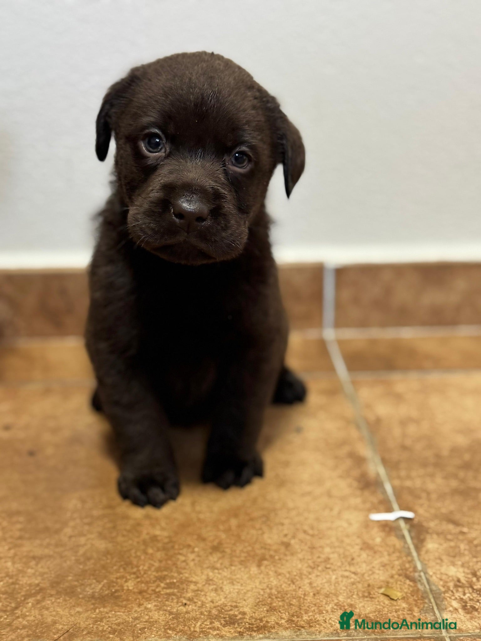 Labrador Retriever perros Labrador chocolate  - Anuncio 2