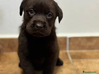 Labrador Retriever perros Labrador chocolate - Anuncio 2