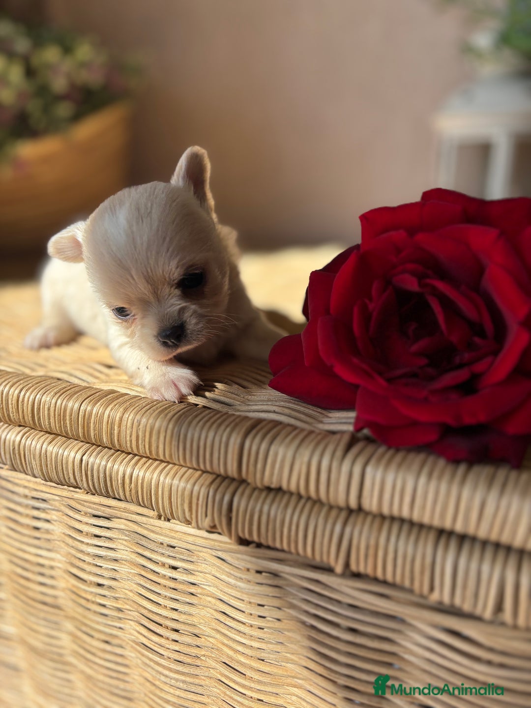 Chihuahua perros en venta: Chihuahuas cabeza manzana toy !! - Imagen 5