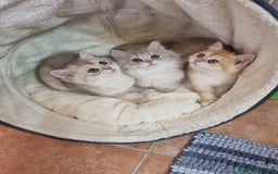 Británico de Pelo Corto gatos en venta: British Chinchilla Lillac - Imagen 9
