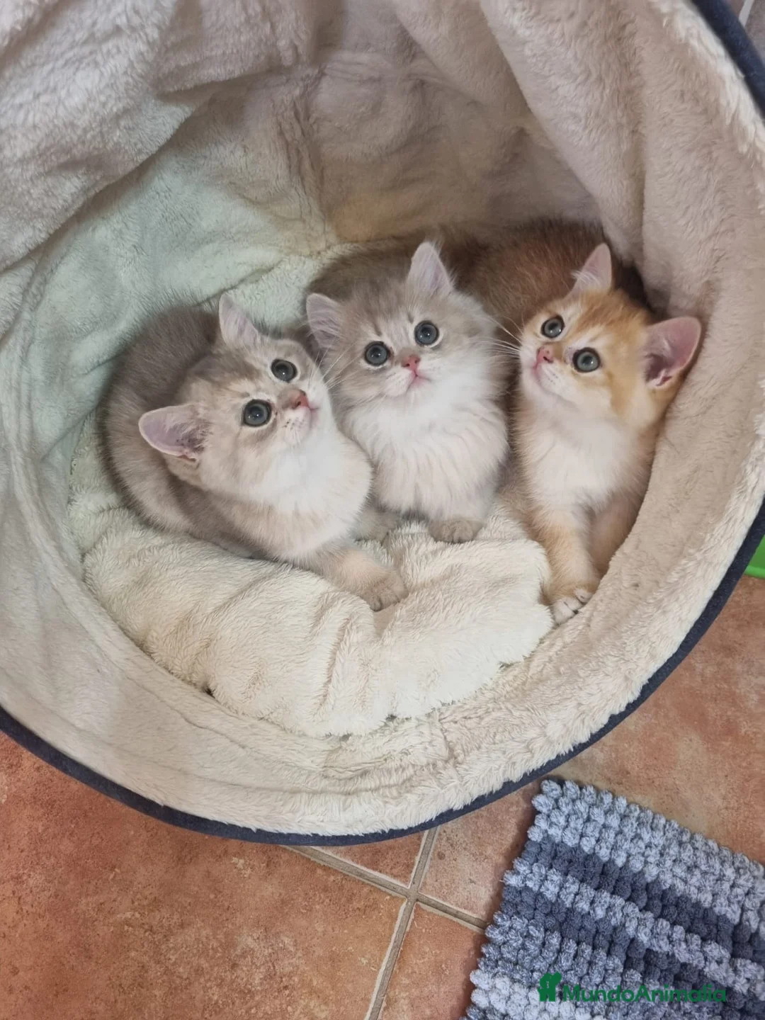 Británico de Pelo Corto gatos en venta: British Chinchilla Lillac - Anuncio 9