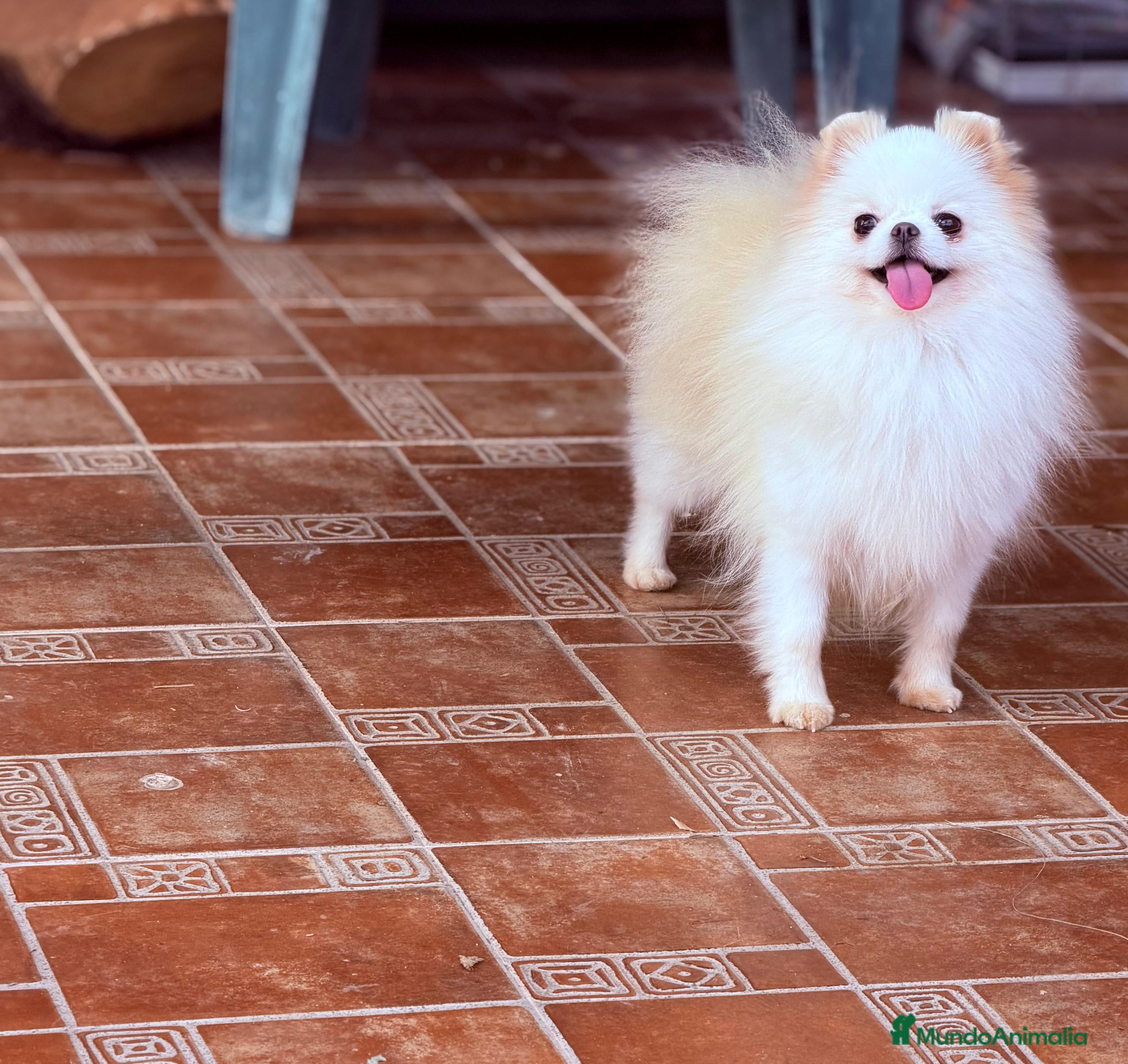 Pomerania perros Hembra de 2 años y medio en celo  - Anuncio 1