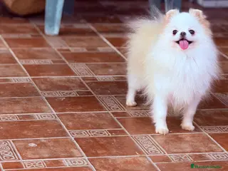 Pomerania perros Hembra de 2 años y medio en celo - Anuncio 21