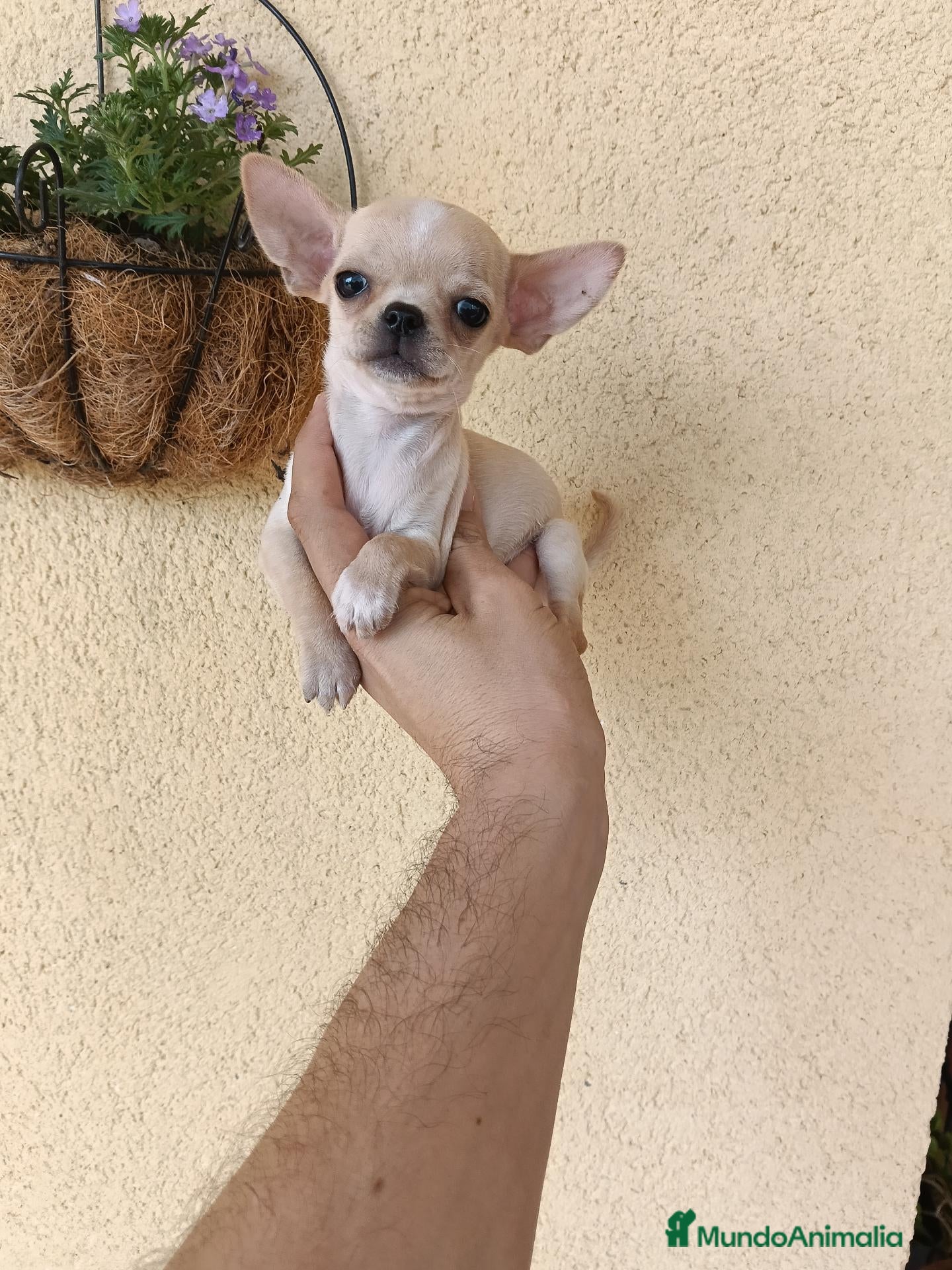 Chihuahua perros Machito de Chihuahua Toy - Anuncio 2