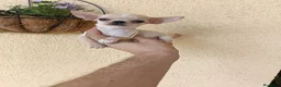 Chihuahua perros en venta: Machito de Chihuahua Toy - Anuncio 1