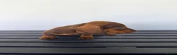 Teckel Miniatura perros en venta: TECKEL MINIATURA CHOCOLATE  - Anuncio 2