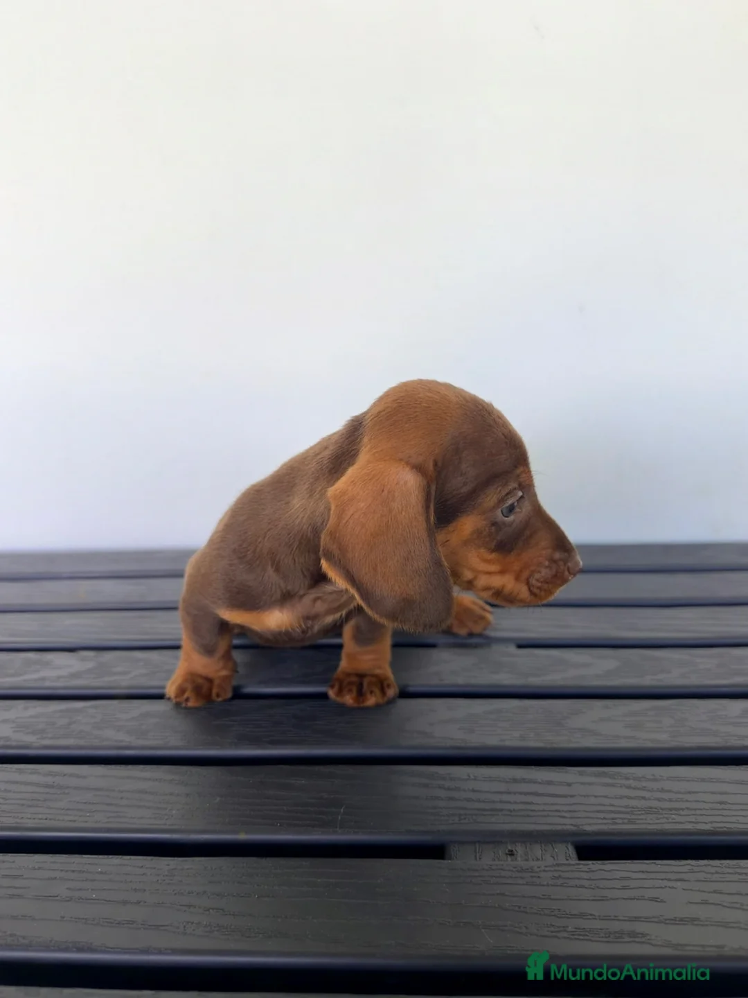 Teckel Miniatura perros en venta: TECKEL MINIATURA CHOCOLATE  - Anuncio 2