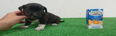 Pomchi Cachorro 3