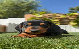 Teckel Miniatura perros en venta: TECKEL MINIATURA - Imagen 16