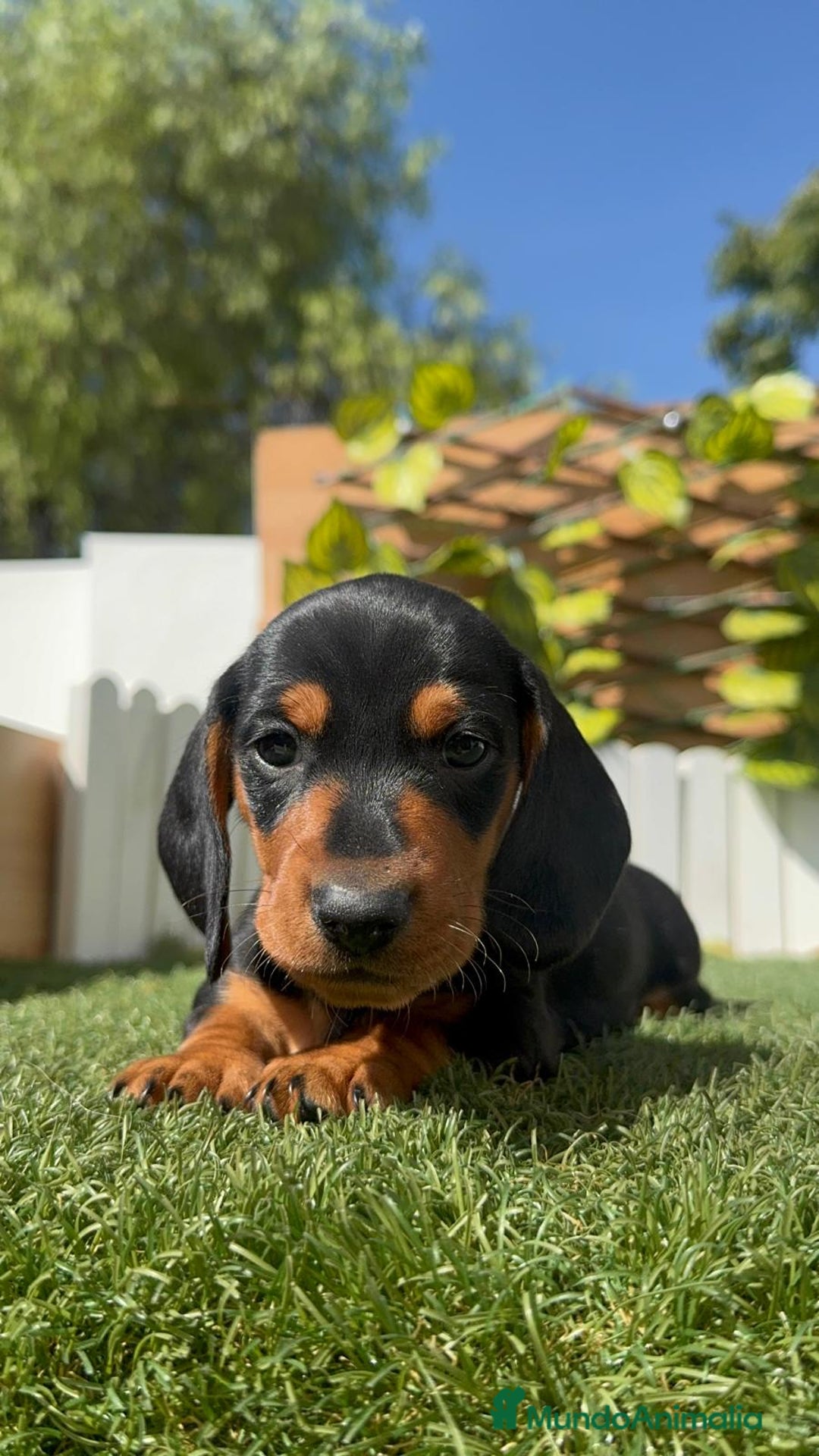 Teckel Miniatura perros en venta: TECKEL MINIATURA - Imagen 16