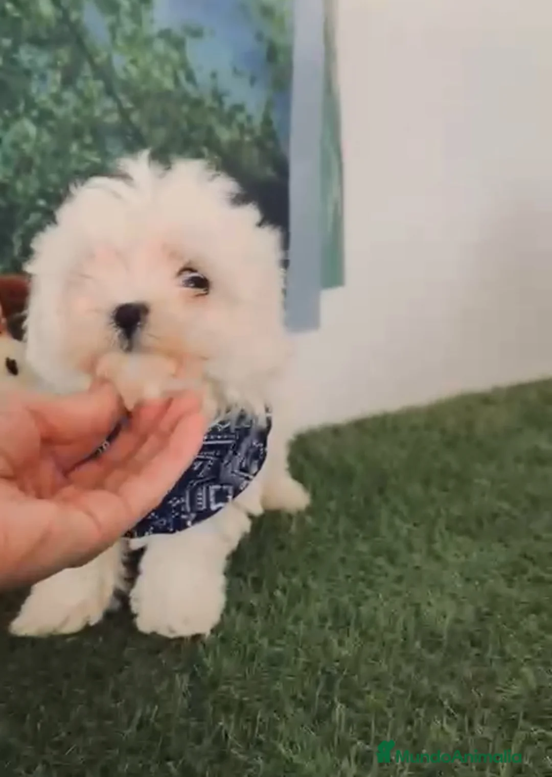 Bichón Maltés perros en venta: Ni hon maltés miniatura  - Anuncio 3