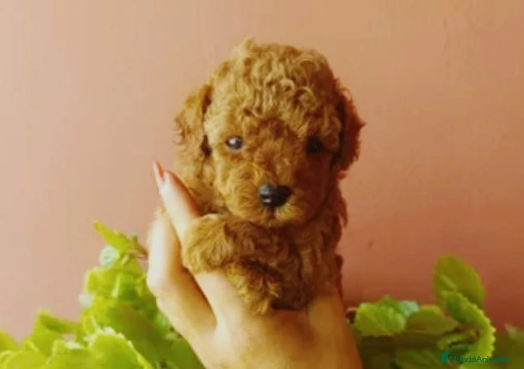 Caniche Toy perros en venta: Caniche toy rojo - Anuncio 2