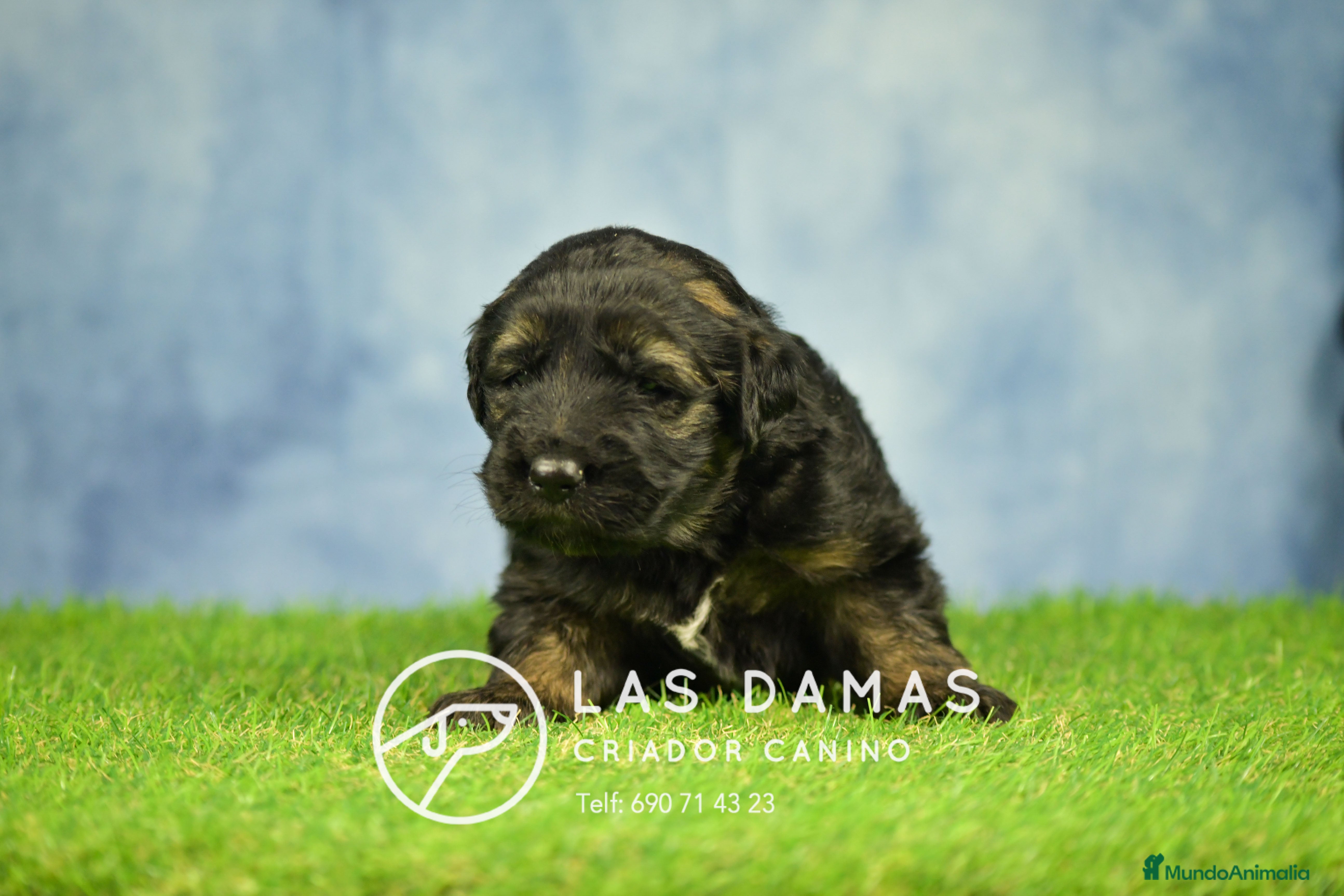 Pastor Alemán perros Pastor alemán pelo largo - Anuncio 7