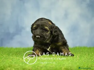 Pastor Alemán perros Pastor alemán pelo largo - Anuncio 7