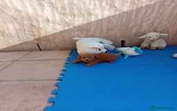 Caniche Toy perros en venta: Caniches minitoy - Imagen 3